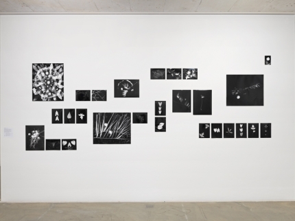 Ausstellungsansichten, Treibhaus